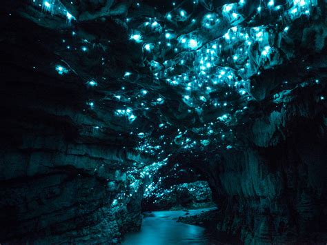 Why New Zealand Has Glowing Luminosity Caves Glow Worm Photos