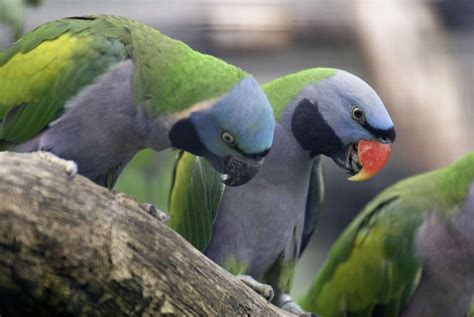 Derbyan Parrot Living Jungle Derbyan Parrot Parakeet Colors