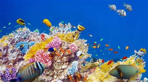 Underwater World Coral Reef Fish Wallpapers Hd Download