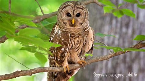 Barred Owl Vocals Incredible Hooting Calls Between Male And Female