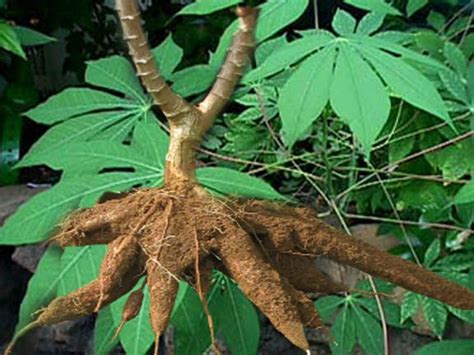 Tapioca Tree Cassava 10 Rare Seeds Manihot Esculenta Exotic Foliage