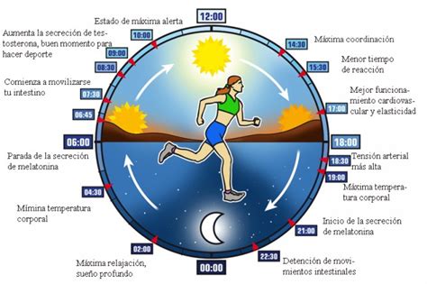Ciclos Circadianos Las Claves De Tu Reloj Interno Gimnasio La Salud