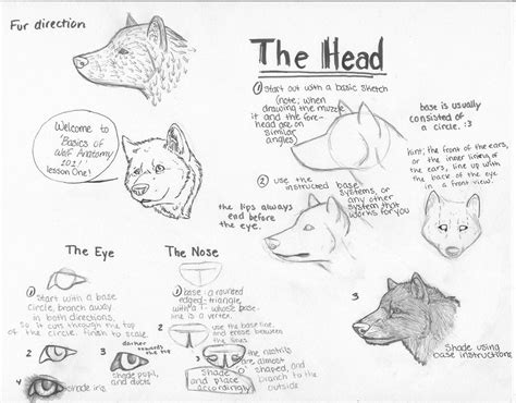 Pharaoh was lyman banner's cat. How To Draw a Wolf Head by NightTrailWolf on DeviantArt