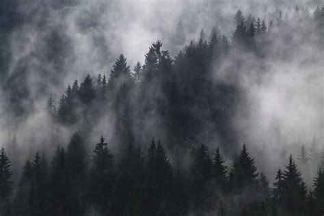 24 Astonishing Aesthetic Foggy Forest Wallpapers