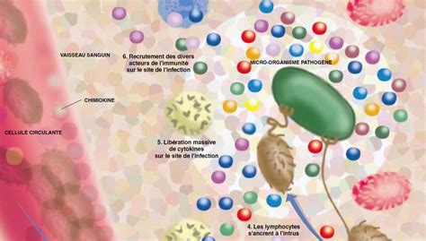 Les Cellules Du Système Immunitaire