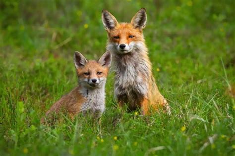 Red Fox Population By State Estimates And Info Wildlife Informer