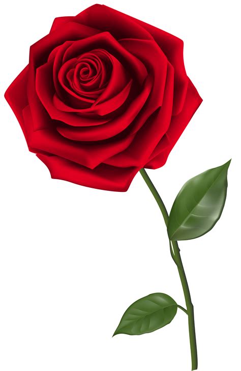 Free Single Rose Cliparts Download Free Single Rose Cliparts Png