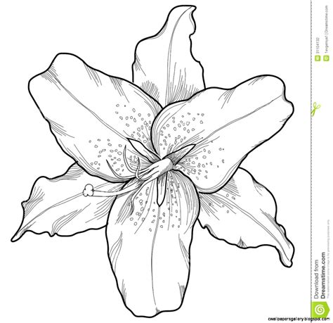 Lily Flower Drawing Outline Wallpapers Gallery