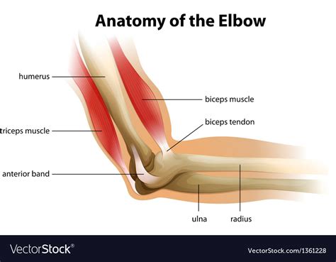 The Elbow Anatomy