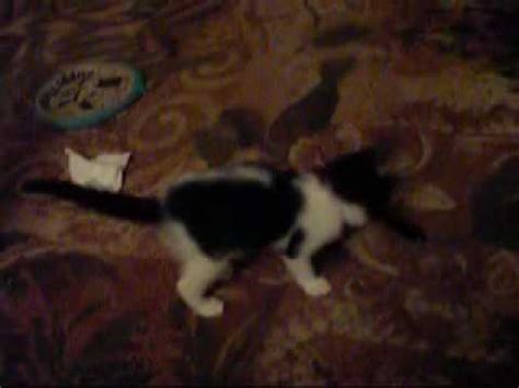 Some cats will eat one kitten. Raccoons eat kittens!!!! - YouTube