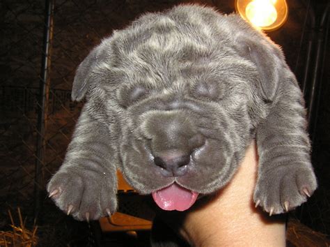They are loving companions for the pet owners who can afford its enormous size and can bear its mastiff as a giant dog breed lives a relatively short life than many other breeds due to their huge size. New born #Neapolitan #Mastiff #puppy | Neapolitan Mastiff ...