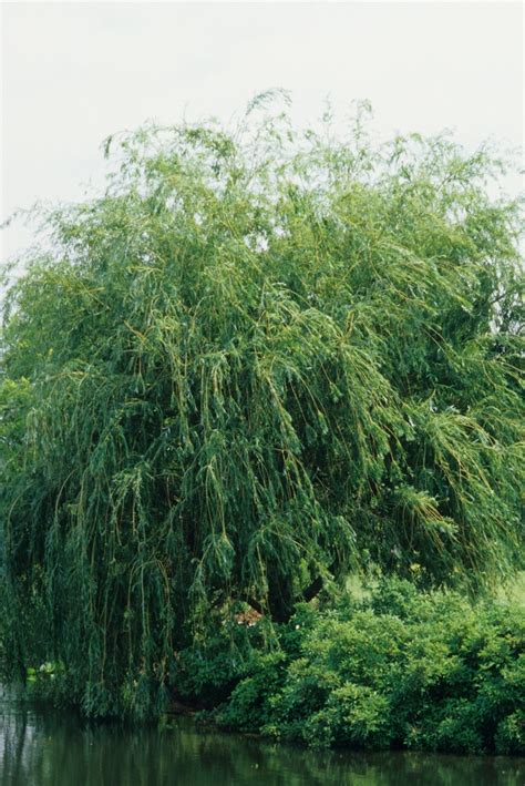 Golden Weeping Willow Faller Landscape