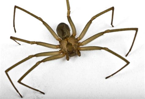 Brown Recluse Spider Natures Way Pest Control