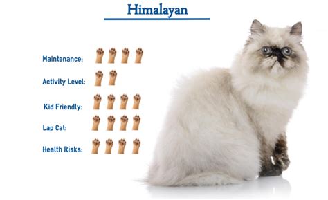 30 Himalayan Cat Breed Furry Kittens