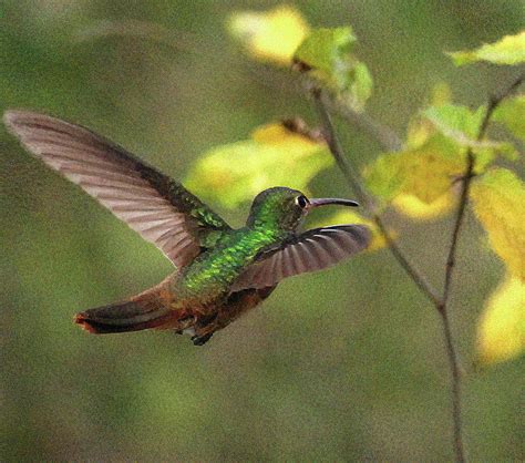 Buff Bellied Hummingbird In Flight Photograph By Cindy Mcintyre Pixels