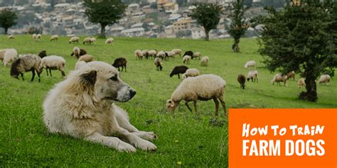 The farmer's dog delivers 100% . How To Train Farm Dogs To Guard, Herd & Help