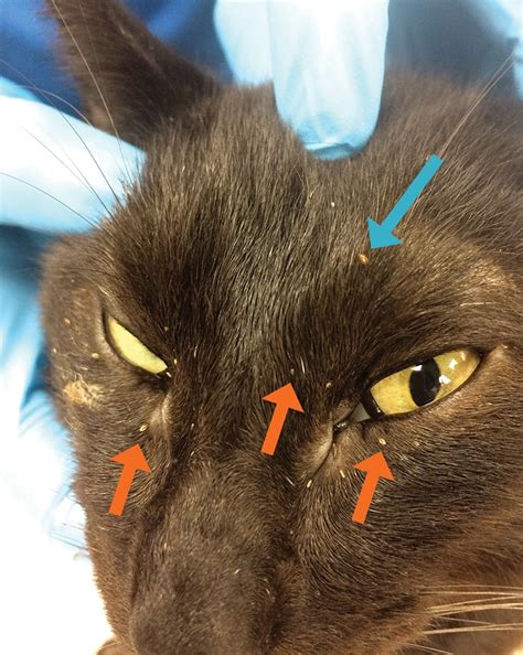 Alopecia Areata In Cats