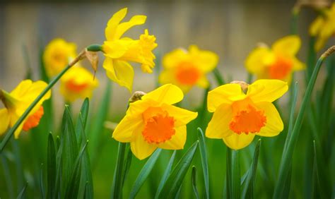 Download Yellow Flower Flower Nature Macro Spring Petal Grass Daffodil