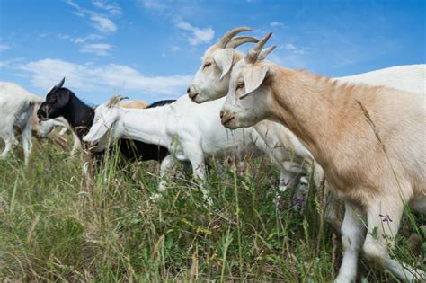 Targeted Grazing Using Goats For Weed Control