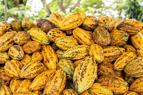 Fèves De Cacao Et Cabosse De Cacao Sur Une Surface En Bois Photo Premium