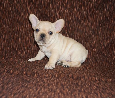 The dog is however still a tan pointed dog on dna. Cream French Bulldog Los Angeles CA For Sale | Pet Loan ...