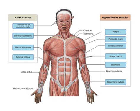 Arm Muscles Map Upper Limb Anatomy Kieran S Medical Notes Your Arms Contain Many