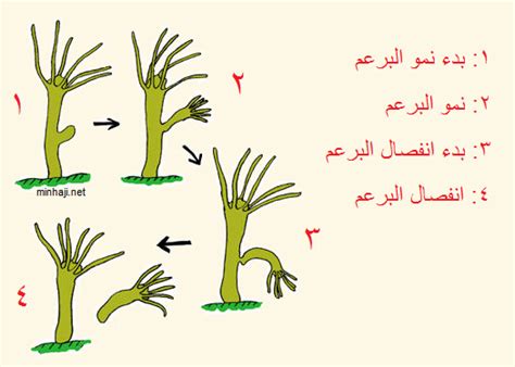 لا توجد عناوين تضم هذه الكلمات: التكاثر - الدرس الثالث من الفصل الدراسي الأول - للصف الخامس