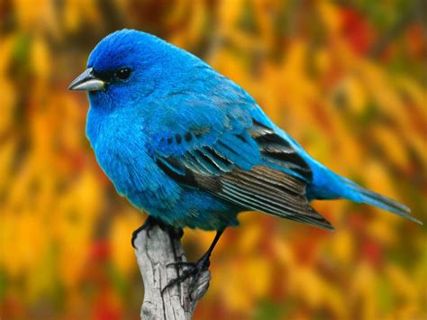 Blue Birds Wallpapers Entertainment Only