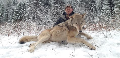 Wolves work together to hunt, raise their young, and protect their territory. Wolf trapping is a tool Idaho wildlife managers want to ...