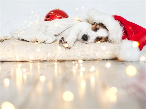 Sleeping Dog In Christmas Hat Stock Photo Image Of Winter Puppy