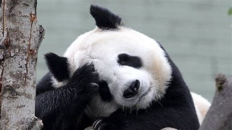 Pandas Bbc News