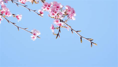 Beautiful Pink Cherry Blossoms Sakura With Refreshing In The Morning On