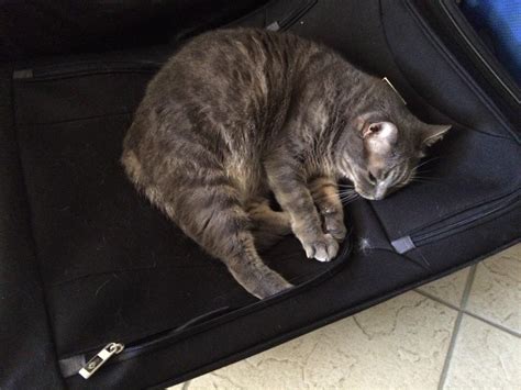 Did you know cats can experience separation anxiety? Separation anxiety means sitting on a suitcase so you can ...