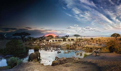 This Photo Was Shot Over The Course Of 26 Hours At An African Watering