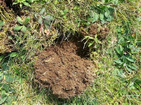 What Animal Digs Up My Lawn - what animal digs up my lawn