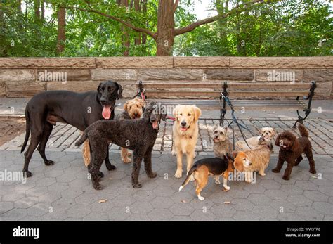 Breeds Of Dogs Hi Res Stock Photography And Images Alamy