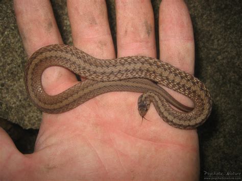 You can clearly see some of the. Northern Brownsnake - PA HERP IDENTIFICATION