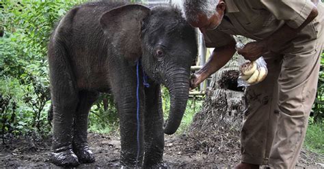 Natureza Beb Elefante Abandonado Por Manada Resgatado Na Ndia