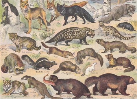 Original French Print from Encyclopedia LAROUSSE Nouveau Larousse