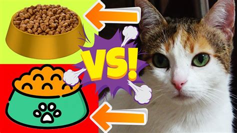 (pack of 24) buy now. The Pet Is Testing: Wet Cat Food Vs Dry Cat Food, Adorable ...