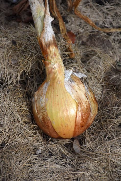 Yellow Sweet Spanish Onion Allium Cepa Yellow Sweet Spanish In