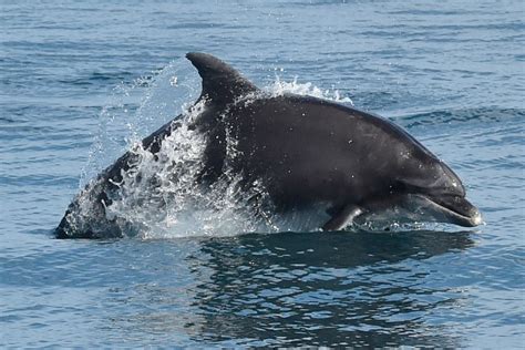 Noaa Warns Of Aggressive Dolphin Off Texas Coast Swimming Children And