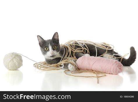 Yarn Tangled Kitty Free Stock Images And Photos 18604396