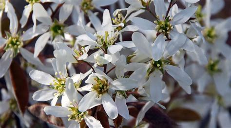 Best Connecticut Native Trees For Spring Flowers Rayzors Edge Tree