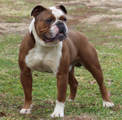 He comes from a litter of 6 puppies. Rio Bravo's Blue Odin, Olde English Bulldogges for sale ...
