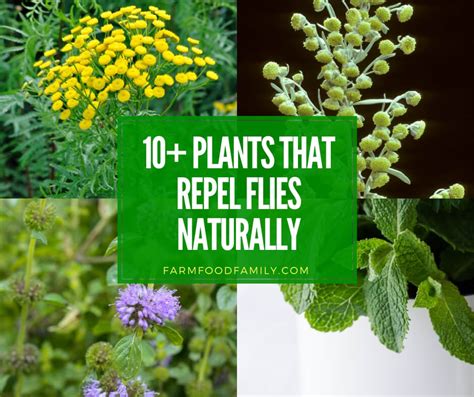 Fly Repellents: 10 Best Plants That Repel Flies [Naturally]