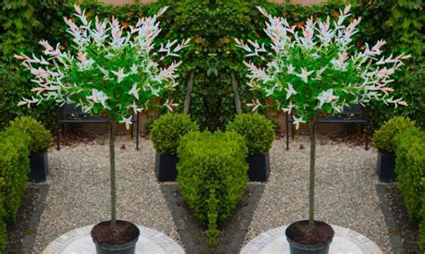 Pair Of Standard Topiary Trees Salix Flamingo With Large Flared