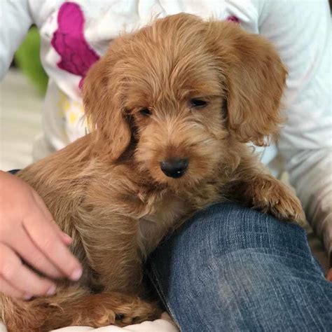 We lovingly raise standard, medium and mini labradoodles in all colors, including cream, caramel, apricot, red, chocolate, black and parti color. Teacup Labradoodles - Precious Doodle Dogs - Teacup ...