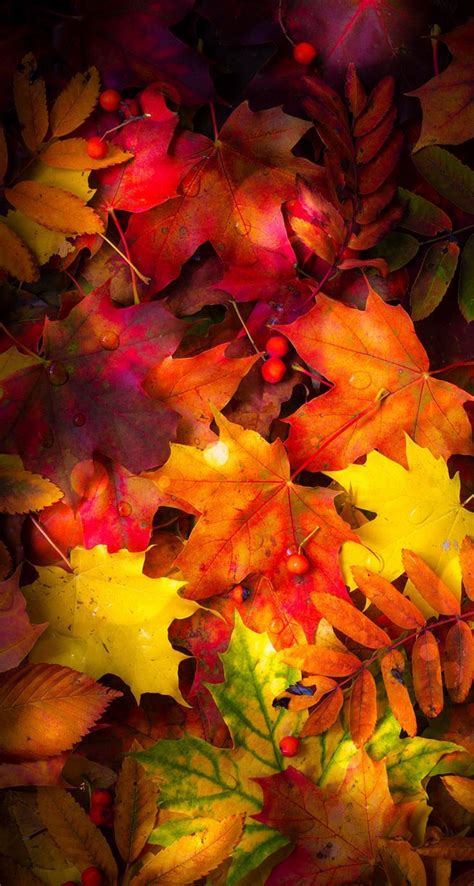 Free Download Phone Wallpaper Fall Herbst Autumn Leaves Wallpaper Fall