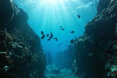 Descubre Todo Sobre La Fosa Oceánica Y Mucho Más